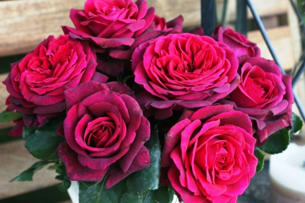Описание сорта розы Графиня Диана (Grafin Diana)